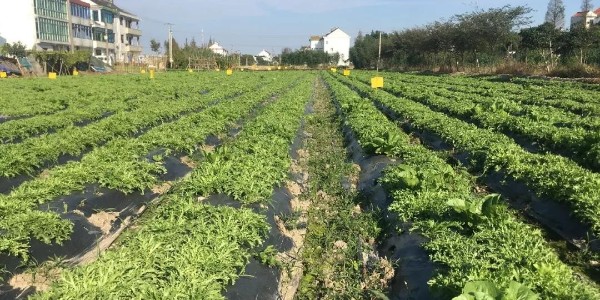 【力美新材料】生物降解地膜，農(nóng)膜綠色革命